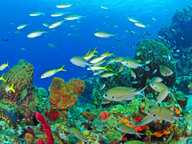 Fonds marins Martinique en colo