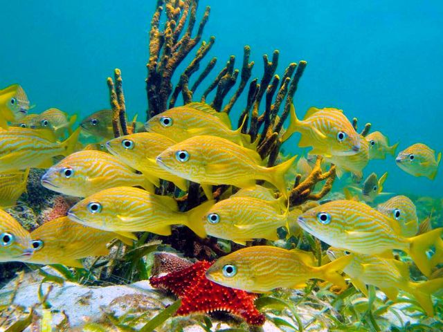 Fonds sous marin en Martinique