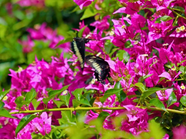 Nature en colo de vacances cet été