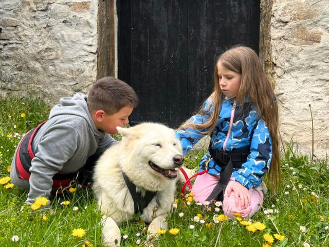 Activité cani rando en colo de vacances cet été