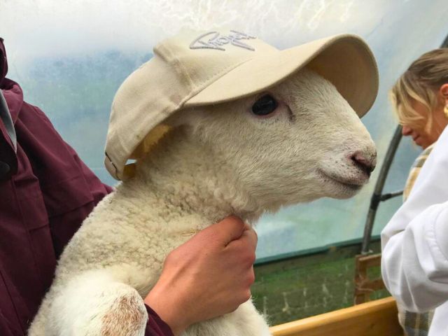 Mouton en colo de vacances cet été
