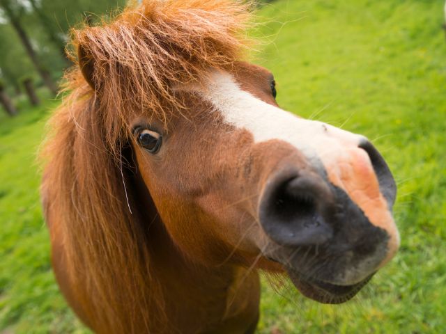 Poney en colo de vacances cet été