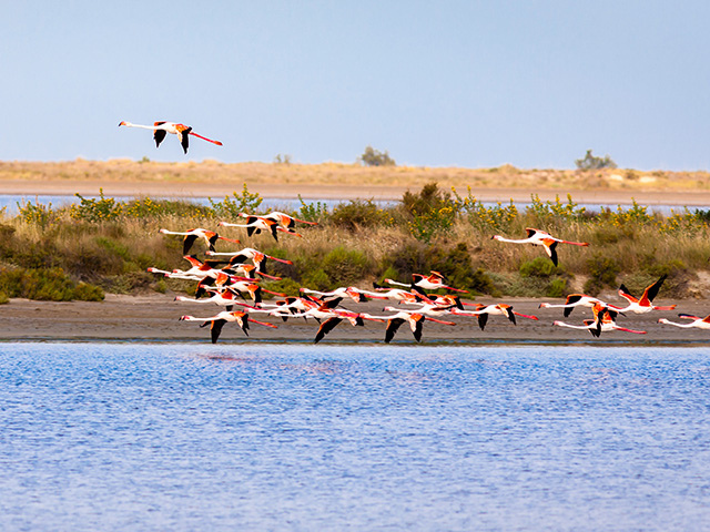 flamands roses prenants leur envol en camargue colo de vacances jeune été