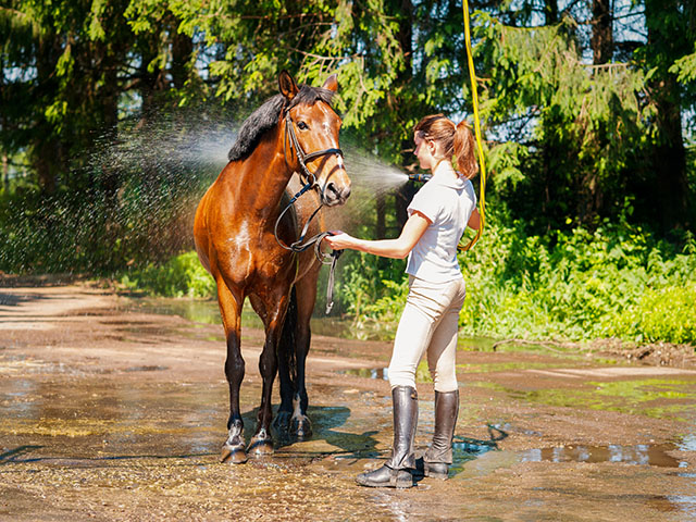 soin d'un cheval en colonie de vacances en camargue
