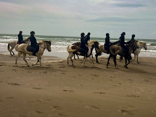 chevaux le long des plages de sable fin de la camargue en provence alpes côte d'azur cet été