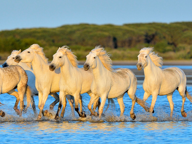 chevaux galopants dans l'eau de la méditerranée
