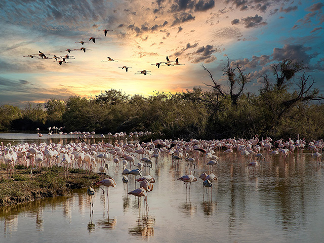 paysage avec flamands roses dans l'eau en région provence alpes côte d'azur été