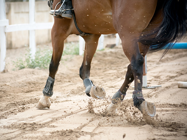 cheval au galop en colonie de vacances équitation été