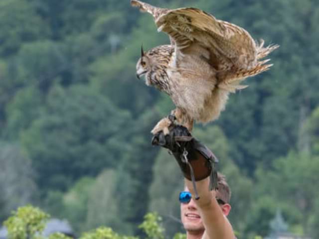 Rapaces vus en colonie de vacances