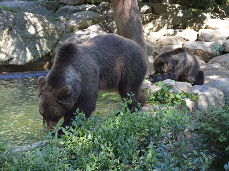 Ours vu en colonie de vacances réserver naturelle