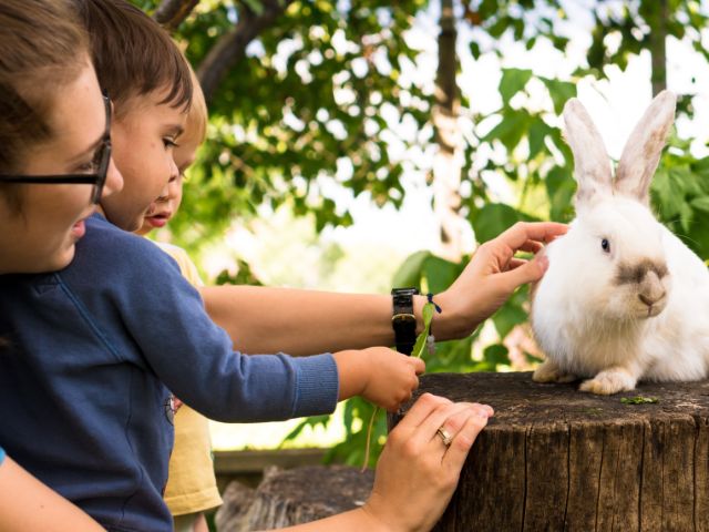 Jeune garcon en colo de vacances à la ferme