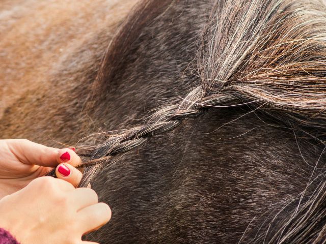 Tresser les crins de son cheval en colo de vacances