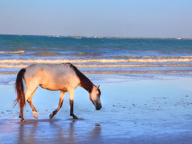 Equitation dans le Pays Basque