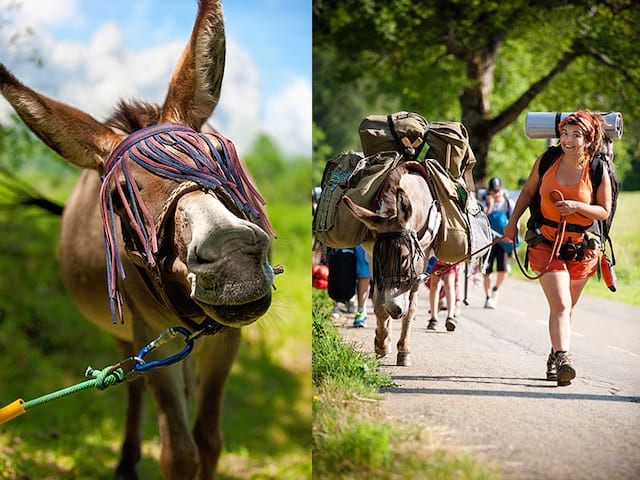 anes en balade en colonie de vacances