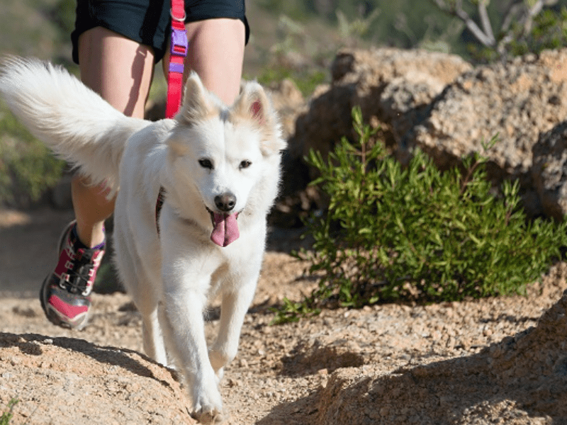 Activité cani-rando en colo de vacances La Grande Aventure cet été pour les 10-14 ans  
