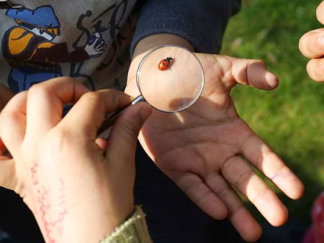 Observation coccinelle en colonie de vacances en pleine nature dans le Vercors cet été pour les 10-14 ans