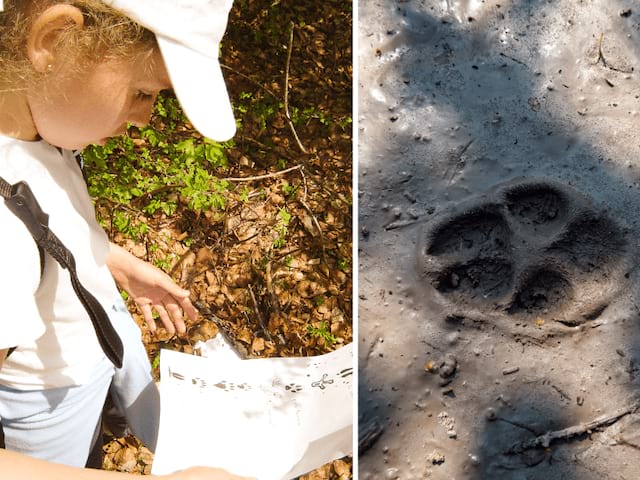 Activité reconnaissance des traces animales en pleine nature cet été en colonie de vacances La Grande Aventure