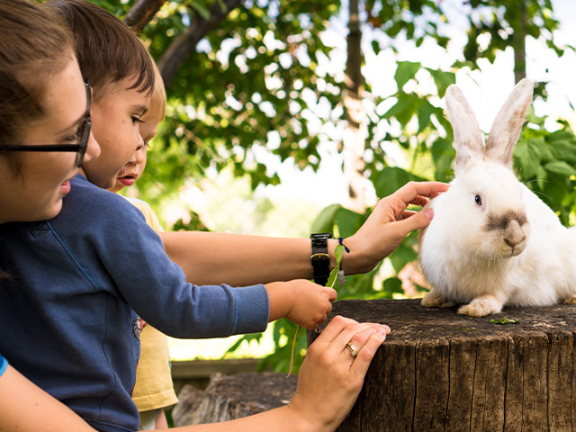 lapin ferme enfant campagne visite colonie de vacances