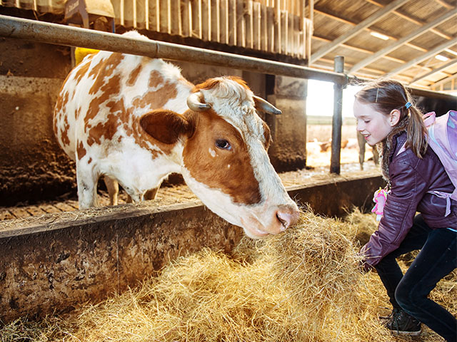 Fillette nourrissant vache ferme pédagogique colonie de vacances