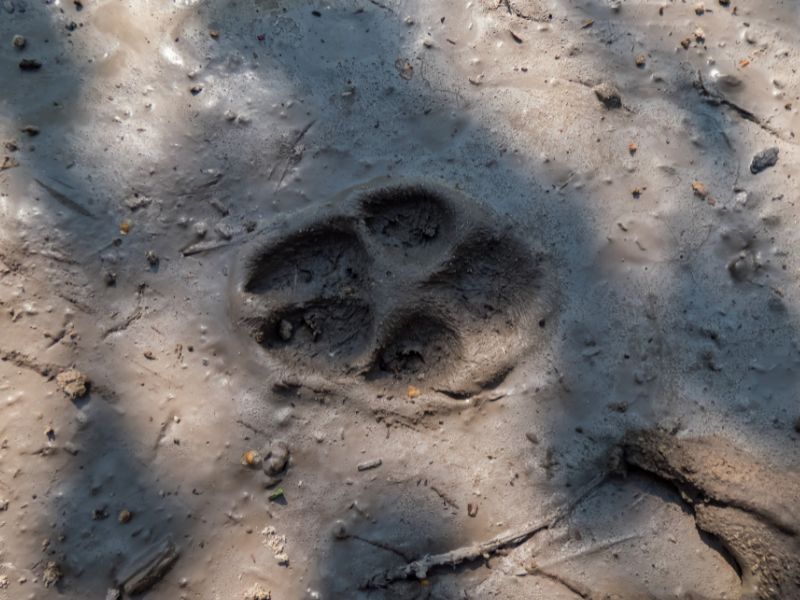 Trace de patte d'animal observée en camp de vacances cet été dans le Vercors