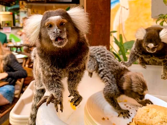 Singes observés au Brésil, lors d'une colo cet été au Brésil