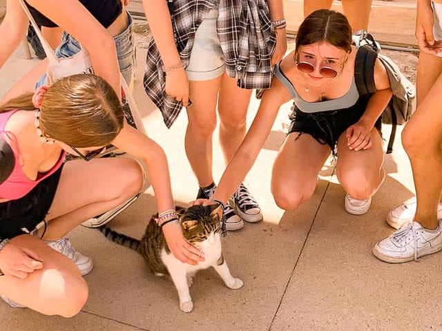 ados avec un chat grec en colonie de vacances