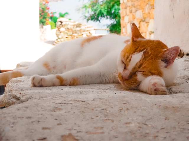 chat errant endormi en grèce 