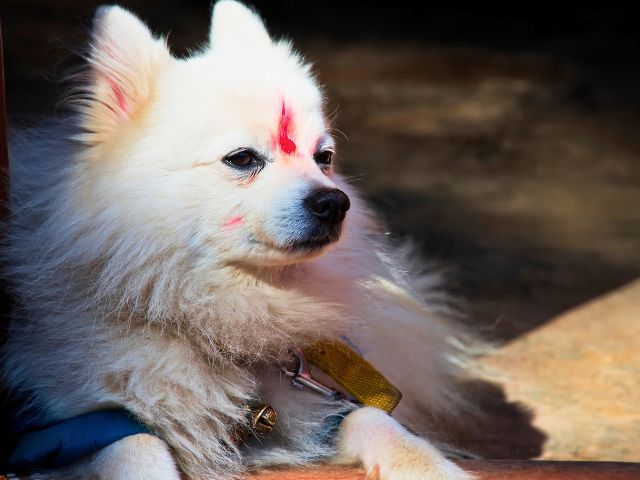 Colo de vacances au Nepal cet été