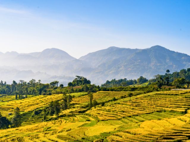 Riziere en colo de vacances au Nepal cet été