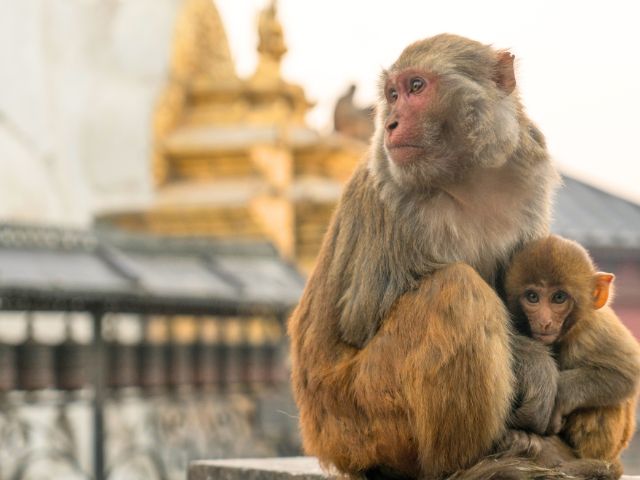  Monkey Temple Swayabunath en colo de vacances cet été