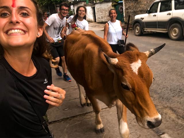 jeune femme avec vache au nepal en voyage