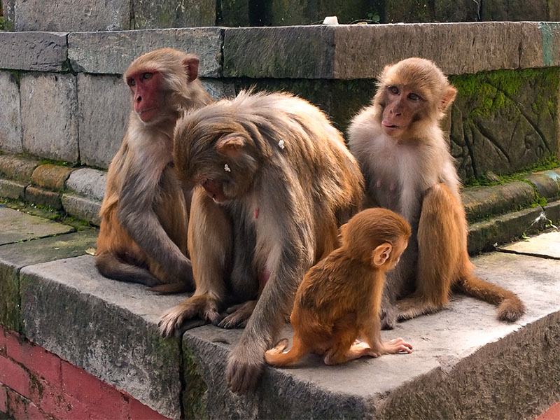 singes dans un temple au népal