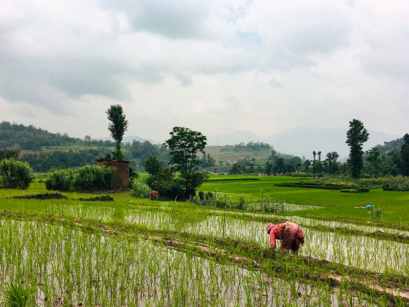 Visites des rizières au Népal en colo de vacances itinérante et solidaire au Népal pour les 15-17 ans