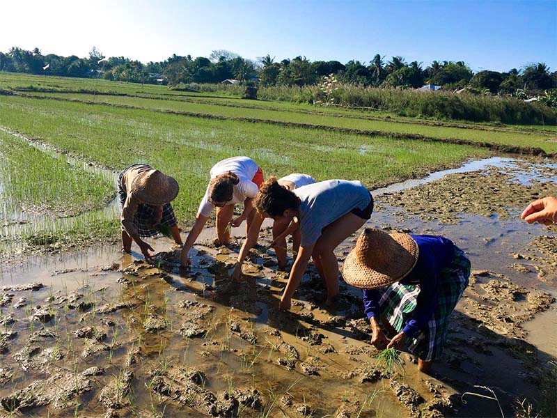 ramassage de riz tradition philippines