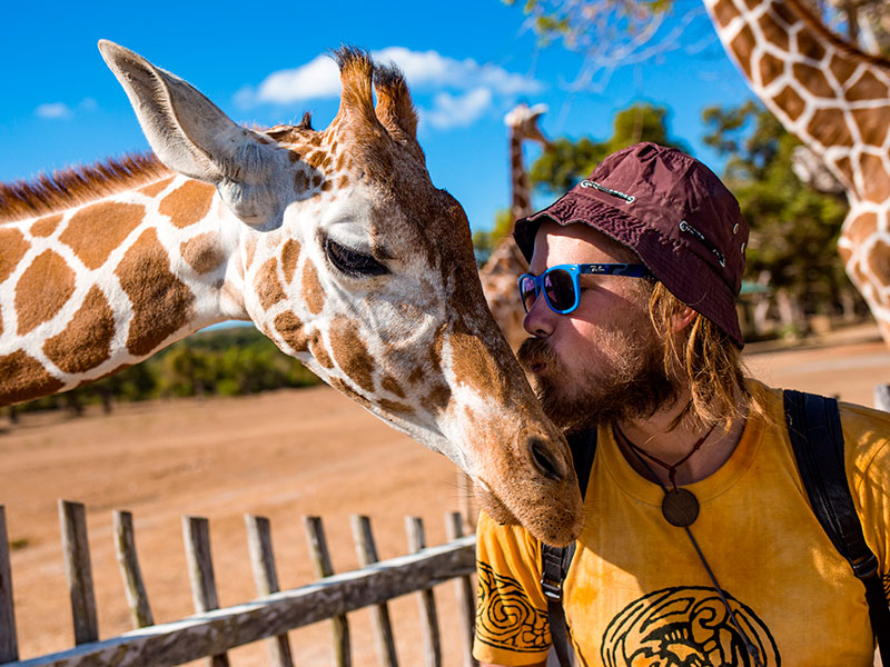 Rencontre avec les girafes en safari pour ados en Afrique du sud
