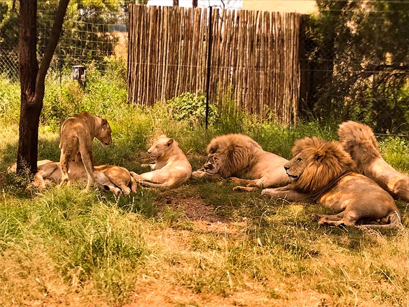 Groupe de lions aperçus en Safari pour ados cet été