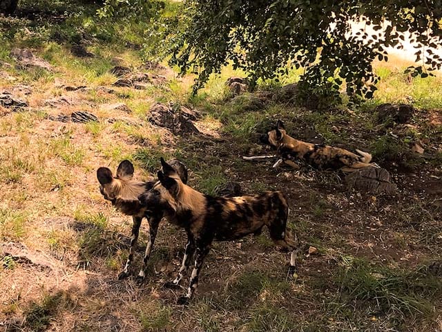 Hyenes safari Afrique du sud