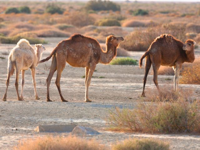 Balade à dromadaire en Tunisie cet été
