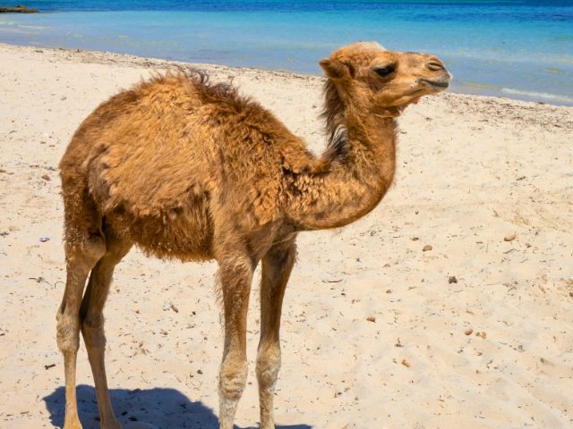 Dromadaire en colo de vacances cet été