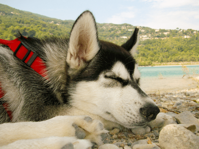 Chien en colo de vacances pendant l'activité cani rando cet été