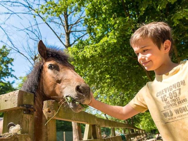 Garçon qui caresse son cheval en colonie de vacances cet été