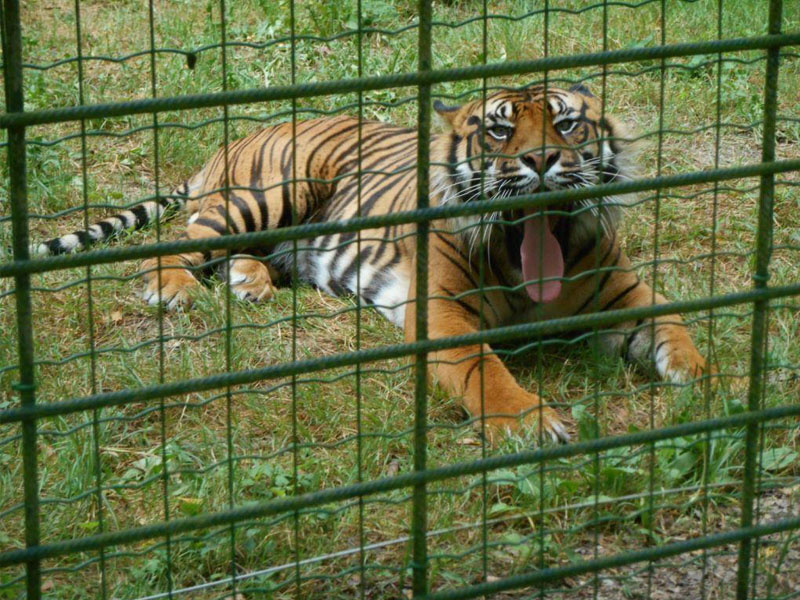 Tigre au zoo parc de beauval cet été visité par les enfants en colonie de vacances