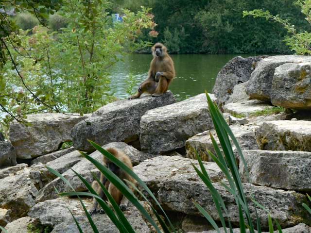 Singe au zooparc de beauval cet été