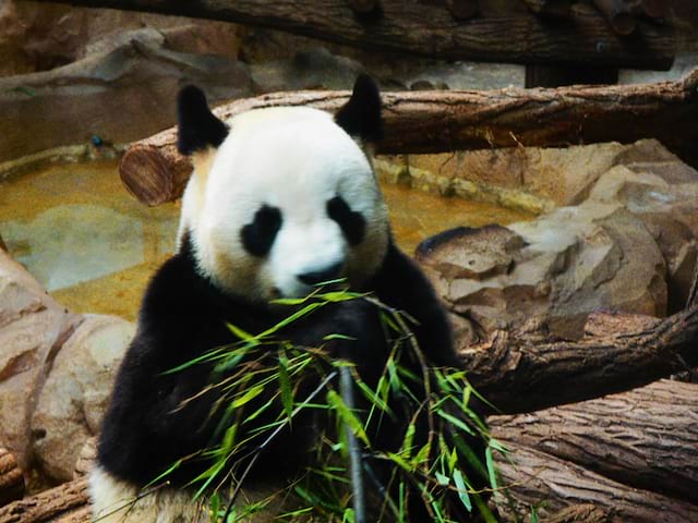 Panda au zooparc de beauval 