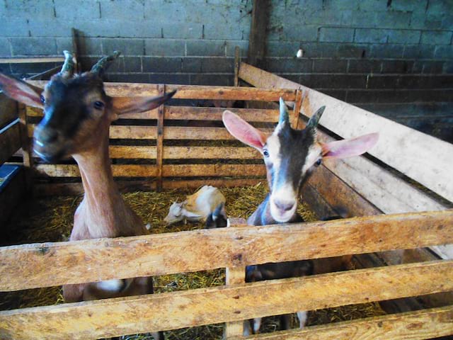 Animaux à la ferme 