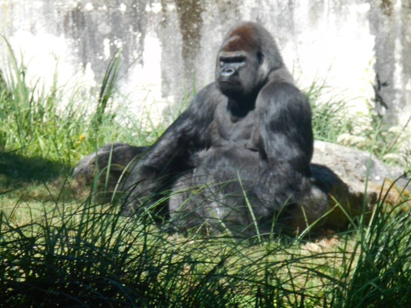 Gorille au zooparc de beauval visité par les enfants cet été en colo