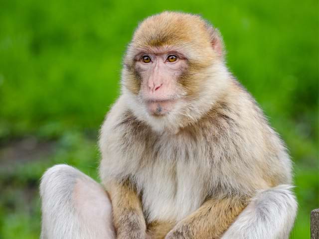 Colonie de vacances vallée des singes enfants 6 13 ans