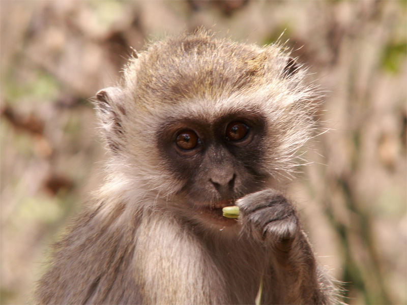 singe parc des singes colonie de vacances 6 à 13 ans