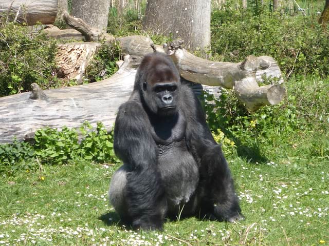 zoo de singes colonies de vacances été enfant