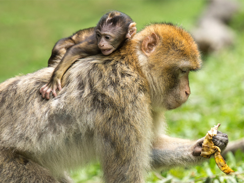 maman singe et son petit colonie de vacances parc des singes